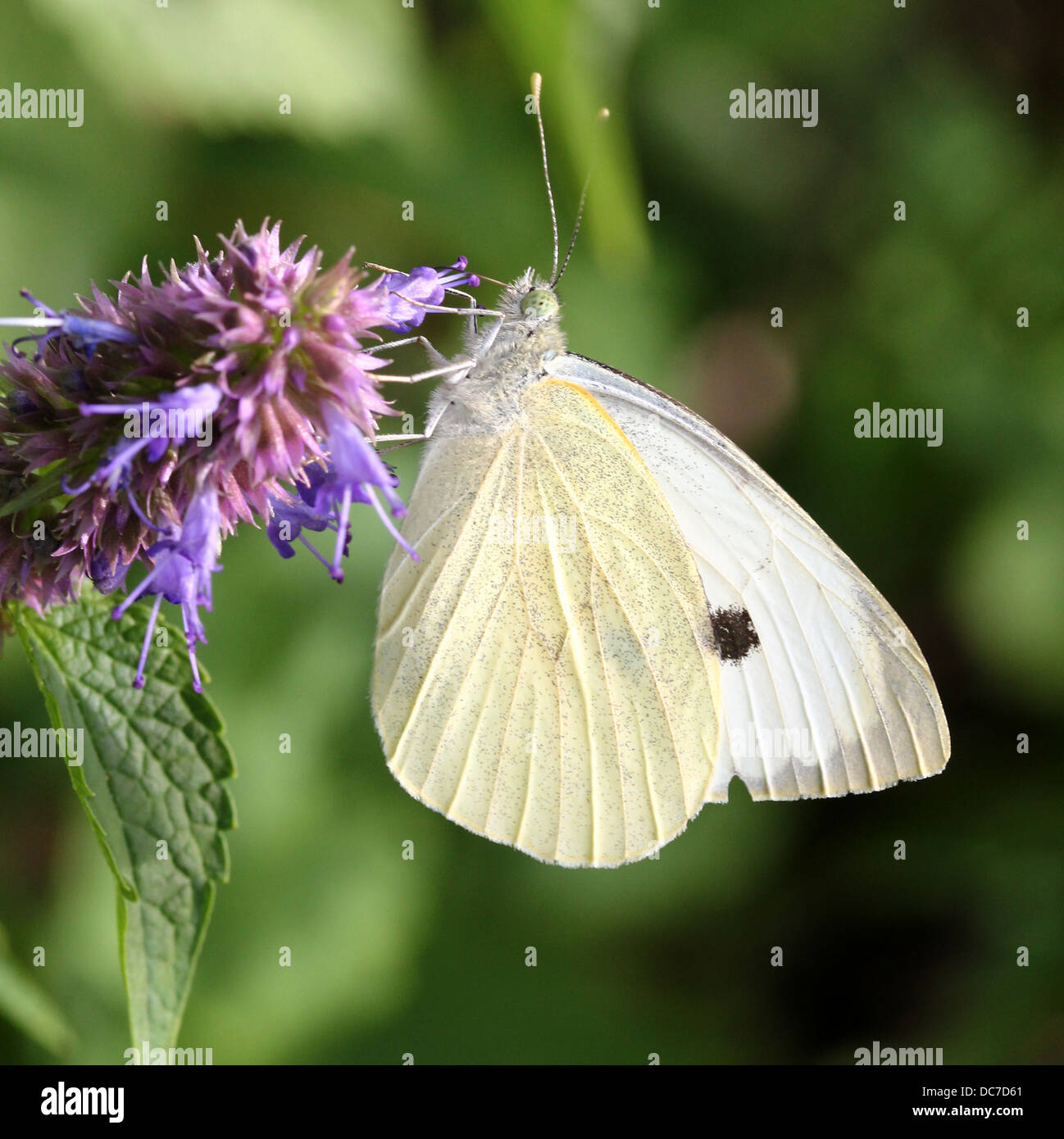 Weiblichen großen Kohlweißling (Pieris Brassicae) auf Futtersuche auf verschiedenen lila Blüten mit Flügeln offen und geschlossen Stockfoto