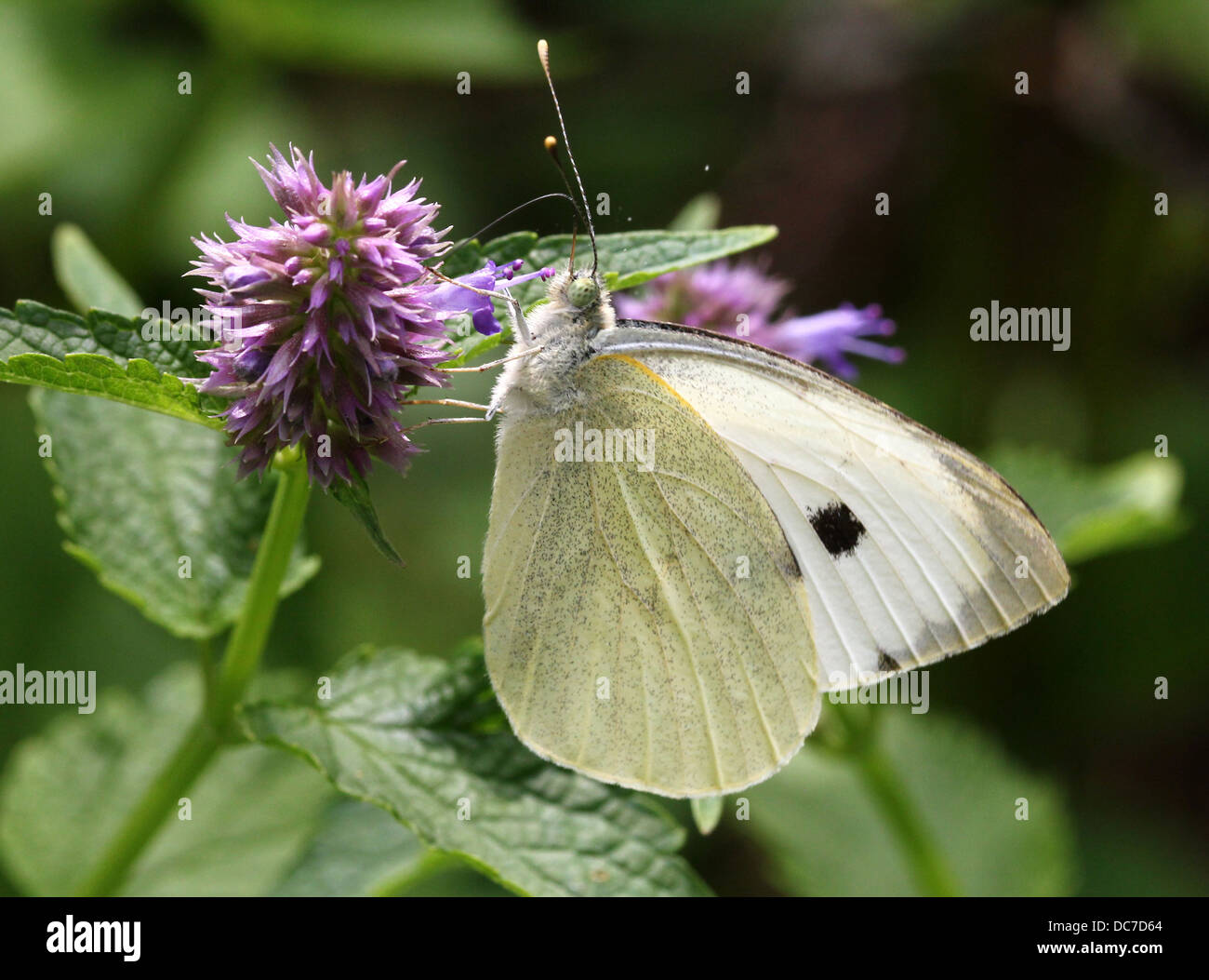 Weiblichen großen Kohlweißling (Pieris Brassicae) auf Futtersuche auf verschiedenen lila Blüten mit Flügeln offen und geschlossen Stockfoto