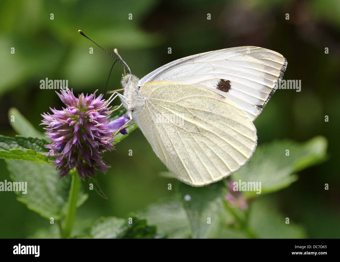 Weiblichen großen Kohlweißling (Pieris Brassicae) auf Futtersuche auf verschiedenen lila Blüten mit Flügeln offen und geschlossen Stockfoto