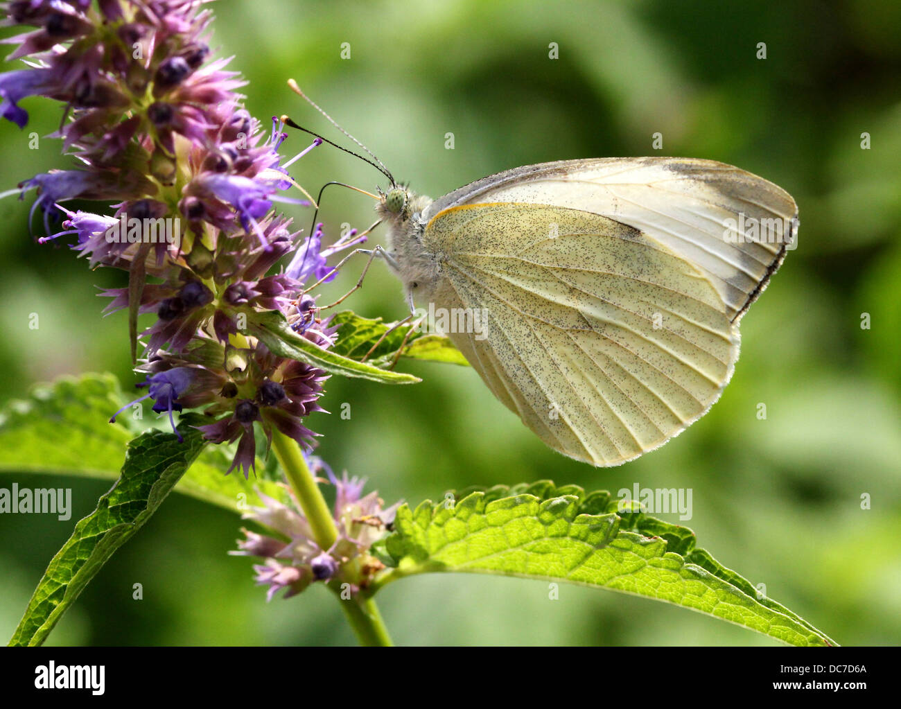 Weiblichen großen Kohlweißling (Pieris Brassicae) auf Futtersuche auf verschiedenen lila Blüten mit Flügeln offen und geschlossen Stockfoto