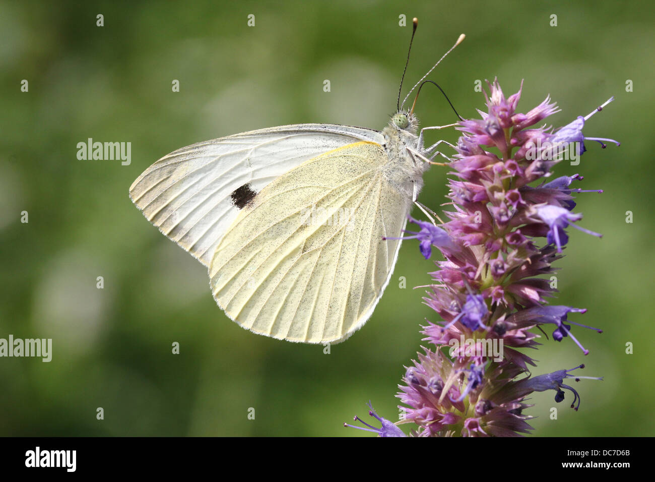 Weiblichen großen Kohlweißling (Pieris Brassicae) auf Futtersuche auf verschiedenen lila Blüten mit Flügeln offen und geschlossen Stockfoto