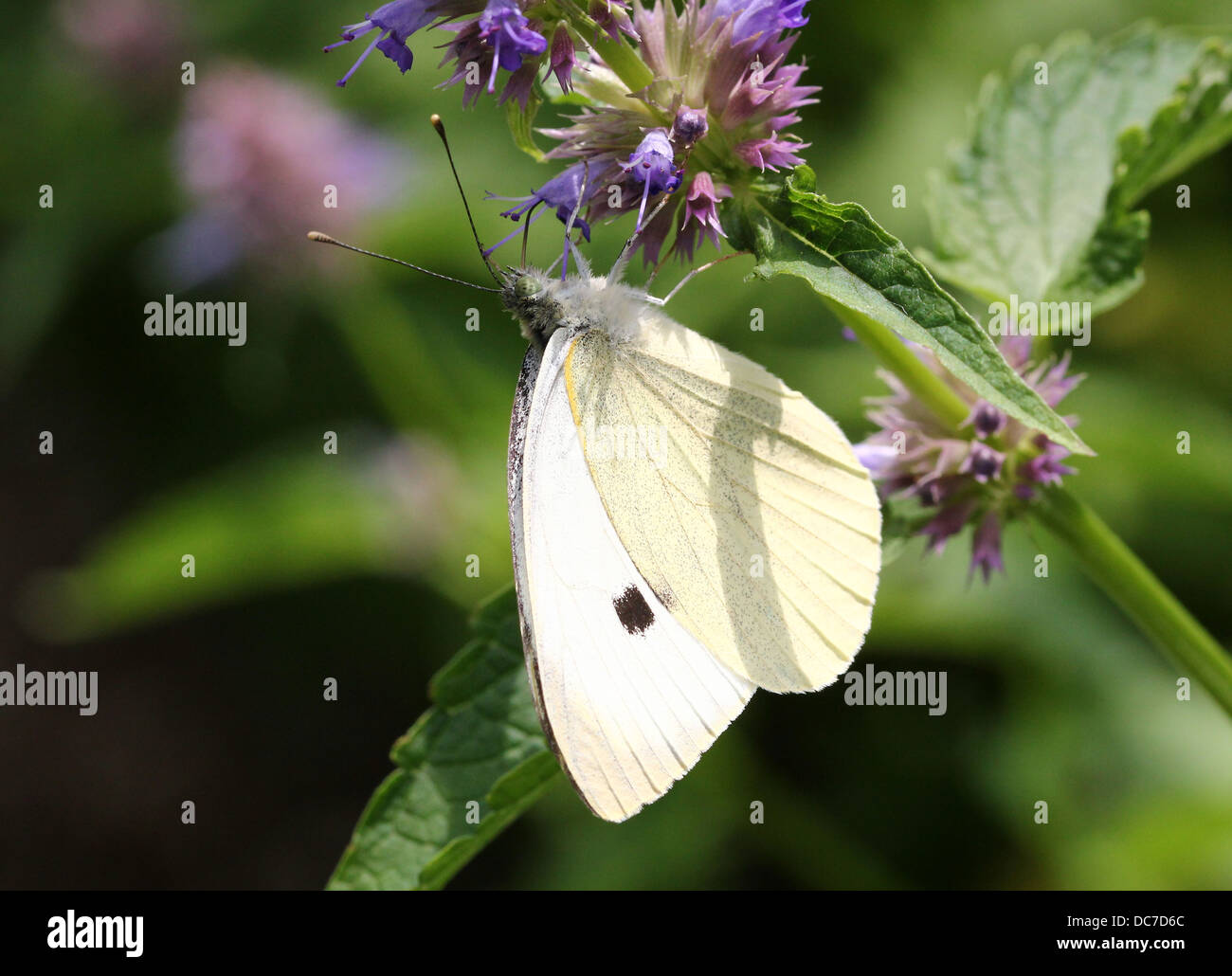 Weiblichen großen Kohlweißling (Pieris Brassicae) auf Futtersuche auf verschiedenen lila Blüten mit Flügeln offen und geschlossen Stockfoto
