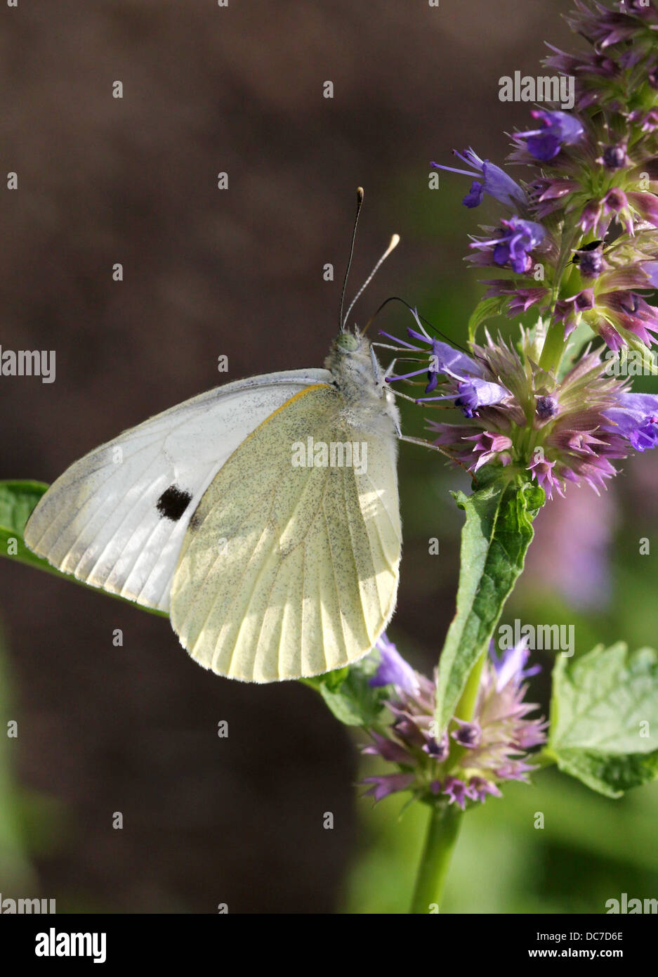 Weiblichen großen Kohlweißling (Pieris Brassicae) auf Futtersuche auf verschiedenen lila Blüten mit Flügeln offen und geschlossen Stockfoto