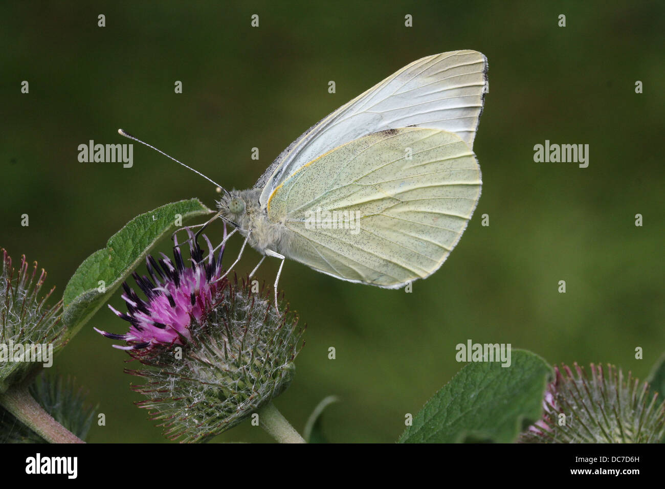 Weiblichen großen Kohlweißling (Pieris Brassicae) auf Futtersuche auf verschiedenen lila Blüten mit Flügeln offen und geschlossen Stockfoto