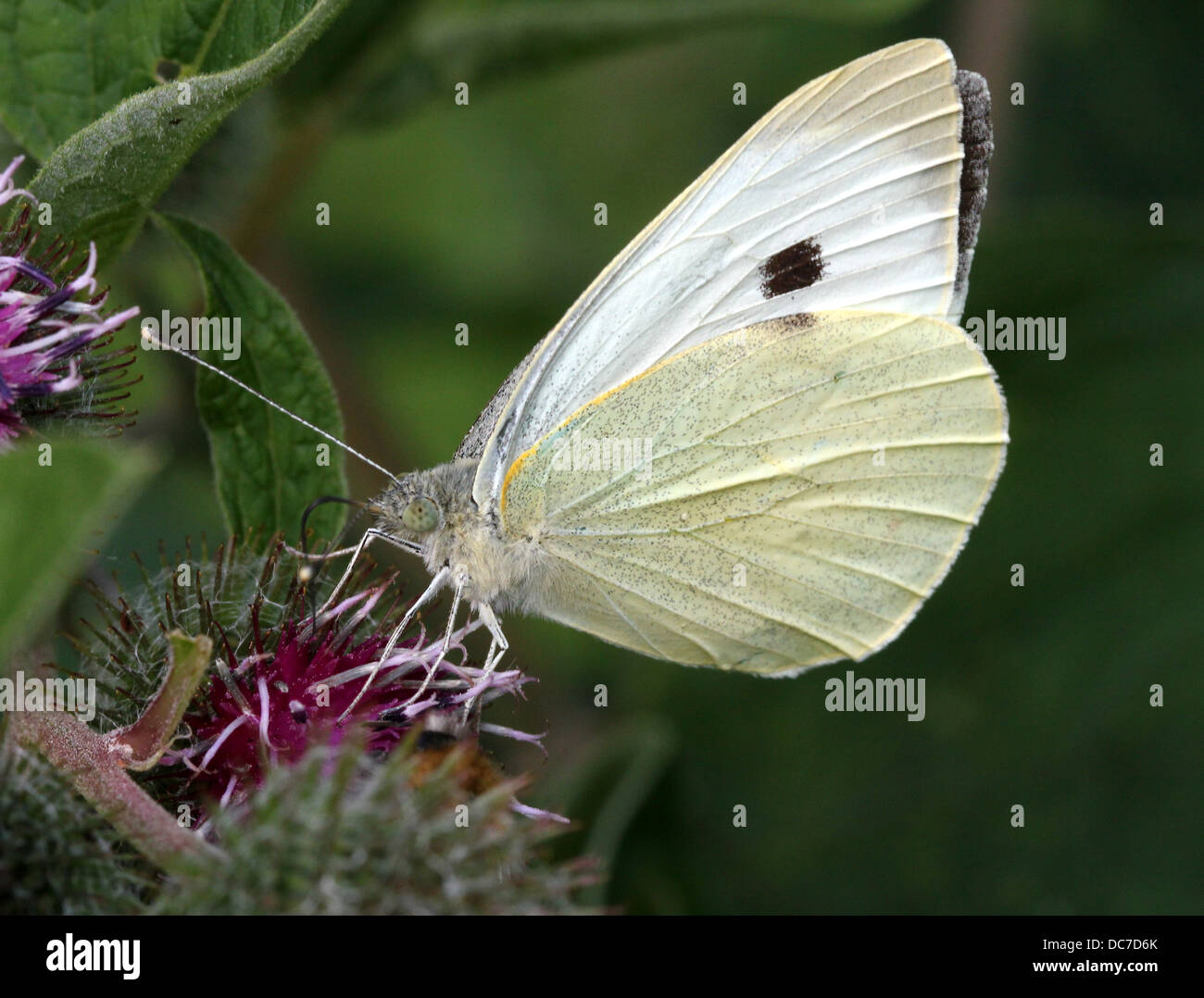 Weiblichen großen Kohlweißling (Pieris Brassicae) auf Futtersuche auf verschiedenen lila Blüten mit Flügeln offen und geschlossen Stockfoto