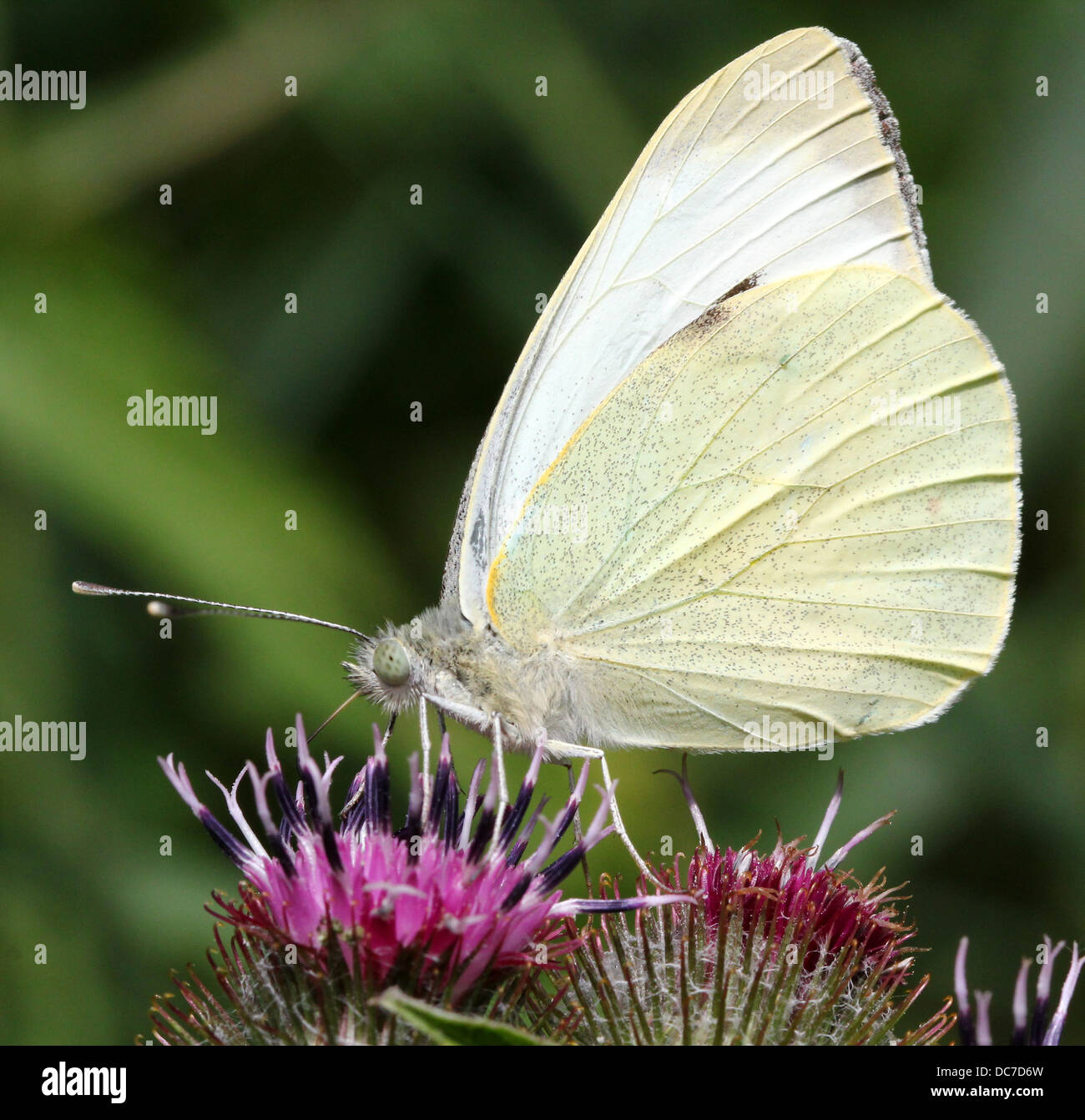 Weiblichen großen Kohlweißling (Pieris Brassicae) auf Futtersuche auf verschiedenen lila Blüten mit Flügeln offen und geschlossen Stockfoto