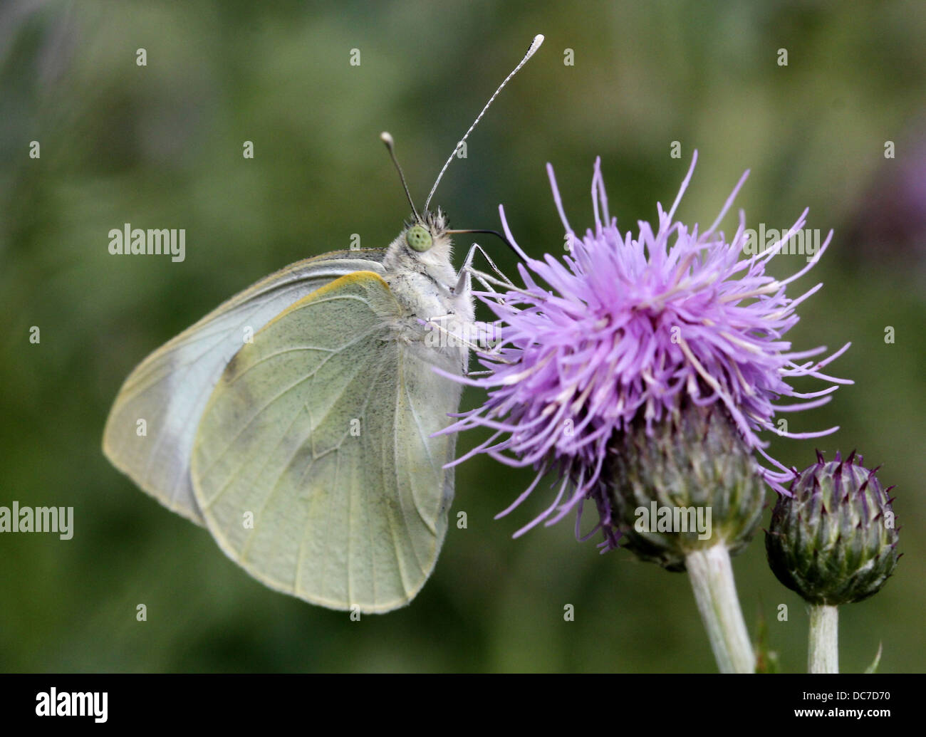 Weiblichen großen Kohlweißling (Pieris Brassicae) auf Futtersuche auf verschiedenen lila Blüten mit Flügeln offen und geschlossen Stockfoto