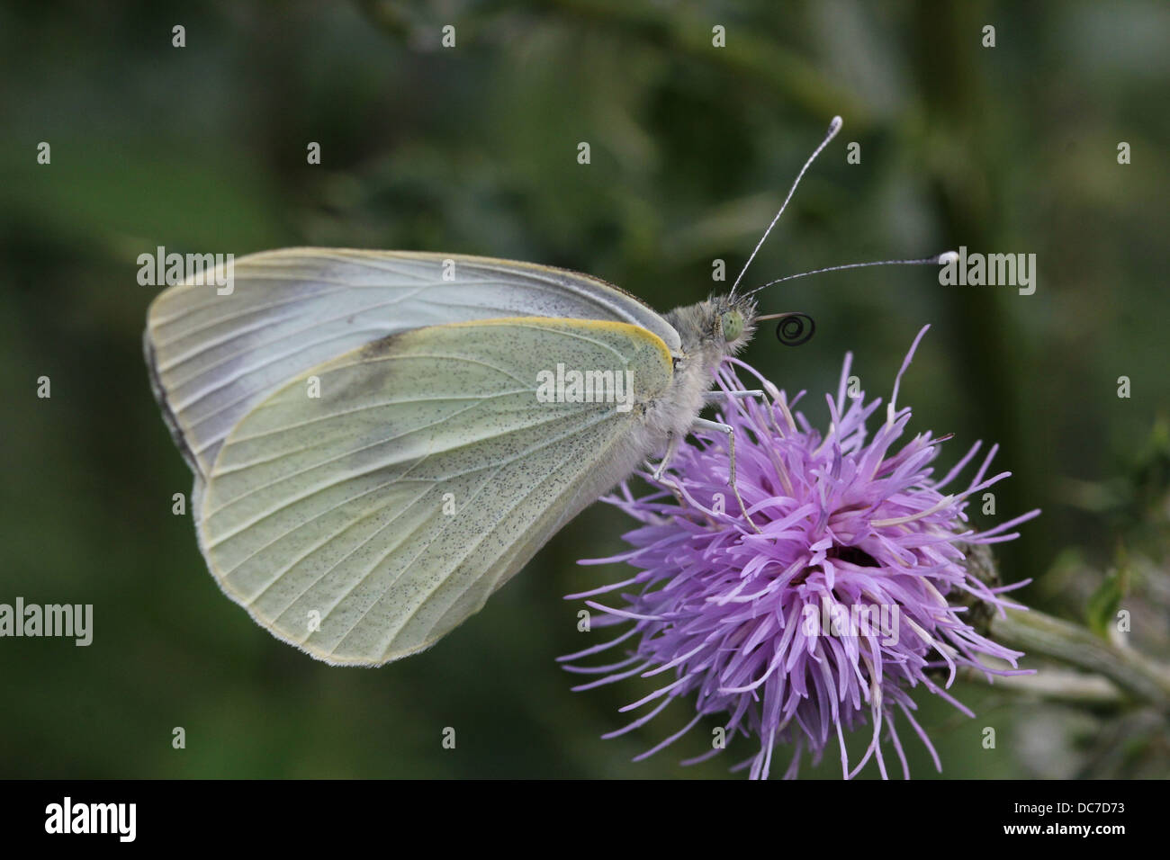 Weiblichen großen Kohlweißling (Pieris Brassicae) auf Futtersuche auf verschiedenen lila Blüten mit Flügeln offen und geschlossen Stockfoto