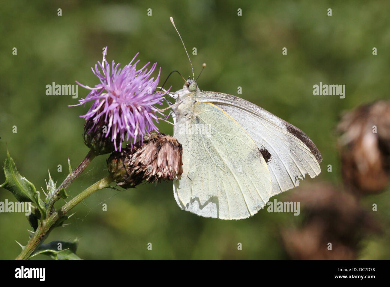 Weiblichen großen Kohlweißling (Pieris Brassicae) auf Futtersuche auf verschiedenen lila Blüten mit Flügeln offen und geschlossen Stockfoto