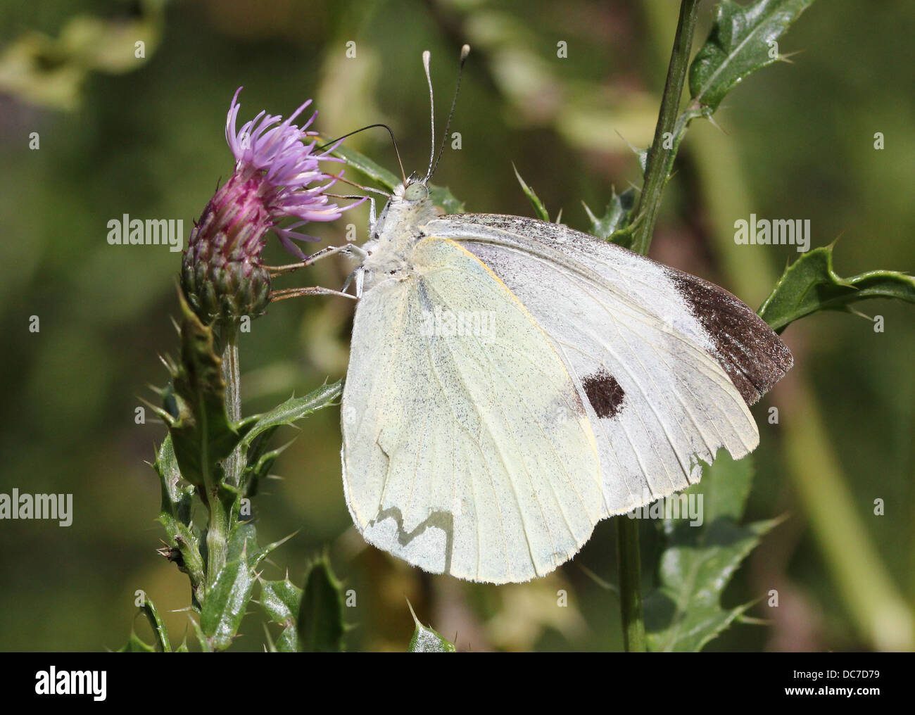 Weiblichen großen Kohlweißling (Pieris Brassicae) auf Futtersuche auf verschiedenen lila Blüten mit Flügeln offen und geschlossen Stockfoto