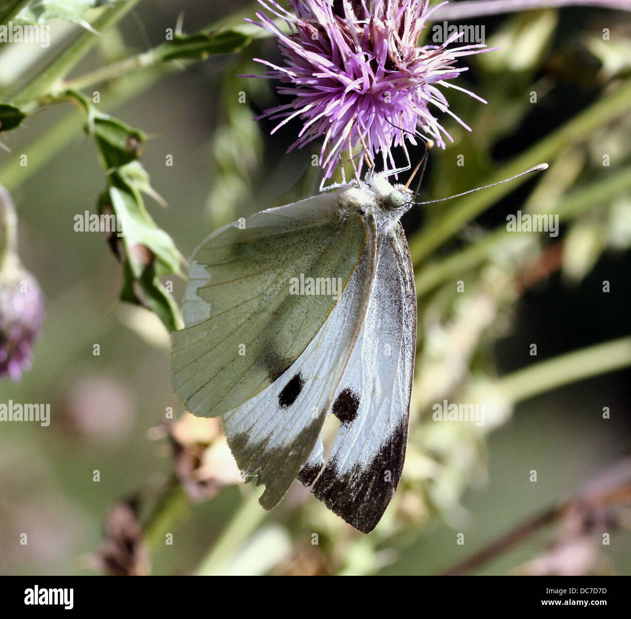 Weiblichen großen Kohlweißling (Pieris Brassicae) auf Futtersuche auf verschiedenen lila Blüten mit Flügeln offen und geschlossen Stockfoto