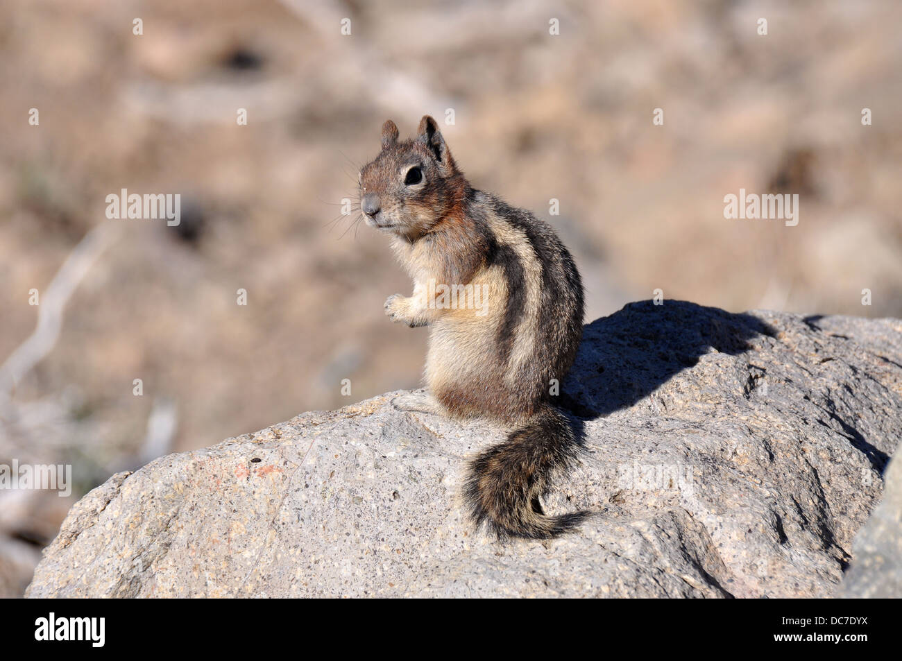 Schöne Eichhörnchen auf einem Felsen Stockfoto