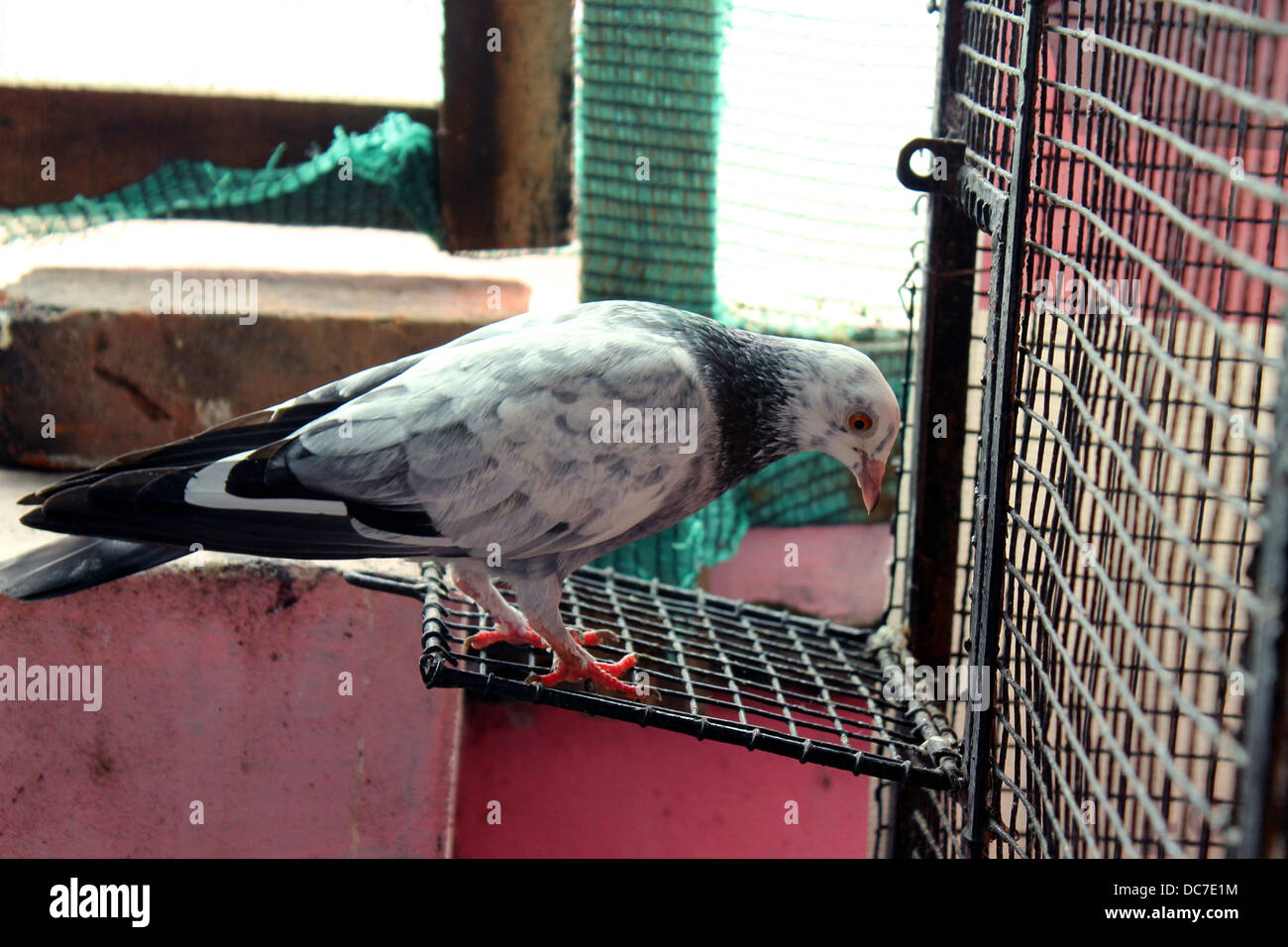 Eine domestizierte Taube Blick in sein nest Stockfoto