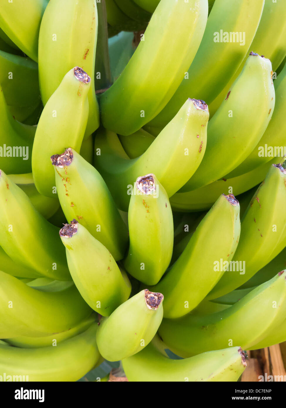 Nahaufnahme eines Bündels grüner Bananen Stockfoto
