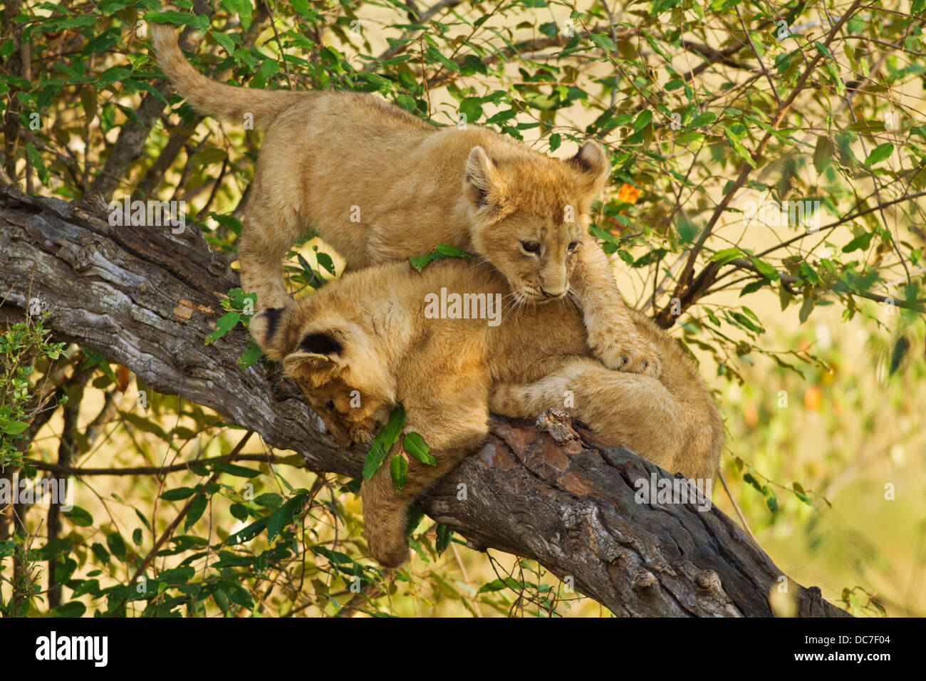 Löwenbabys auf die Baumkrone. Stockfoto