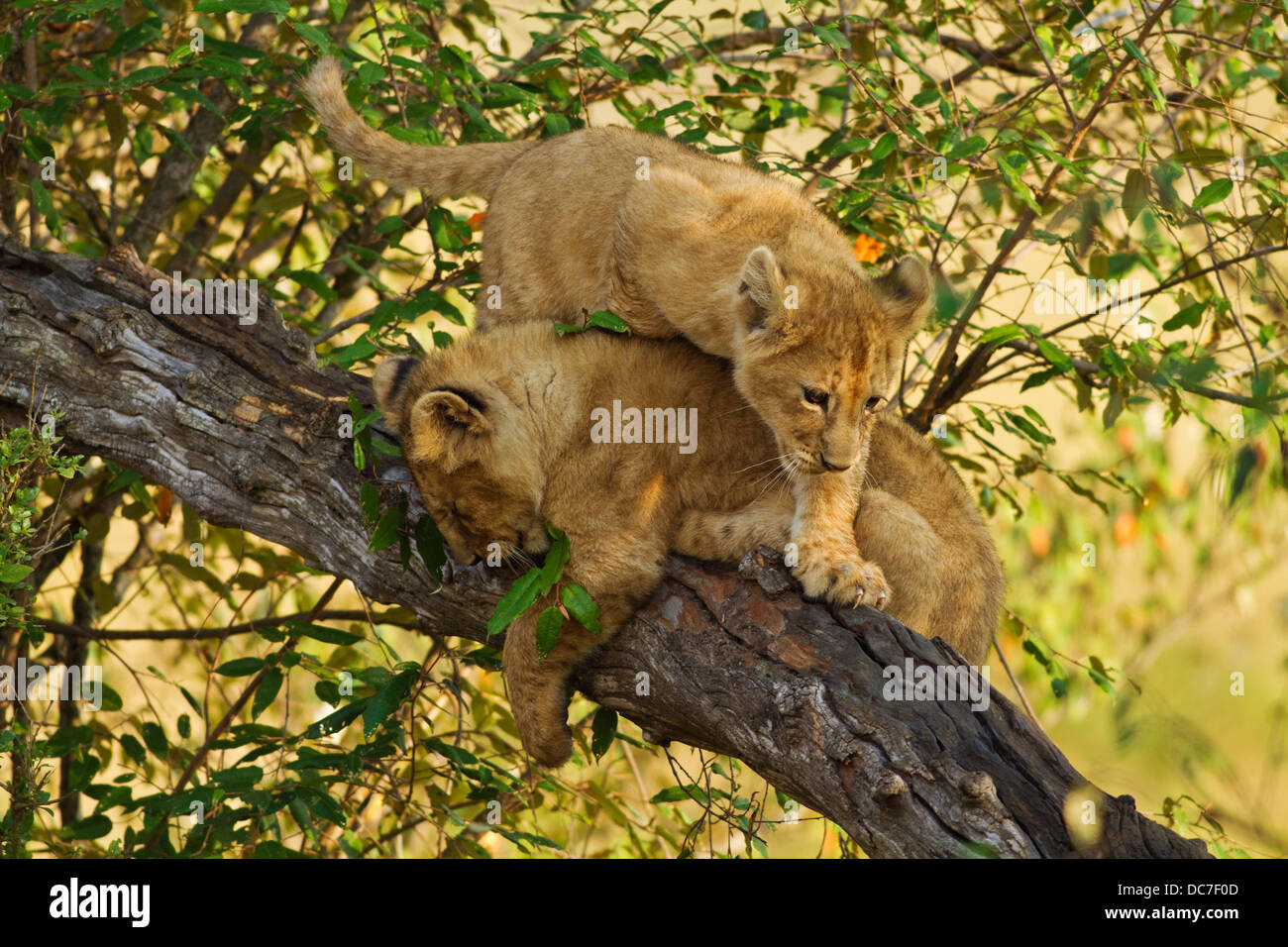 Löwenbabys auf die Baumkrone. Stockfoto