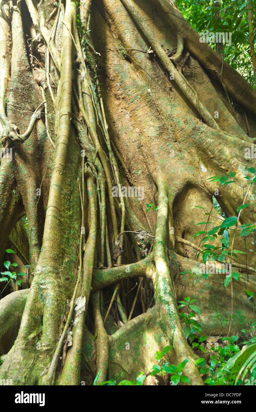 Baum mit Wurzeln Buttress, Mossman Gorge weit North Queensland, Australien Stockfoto