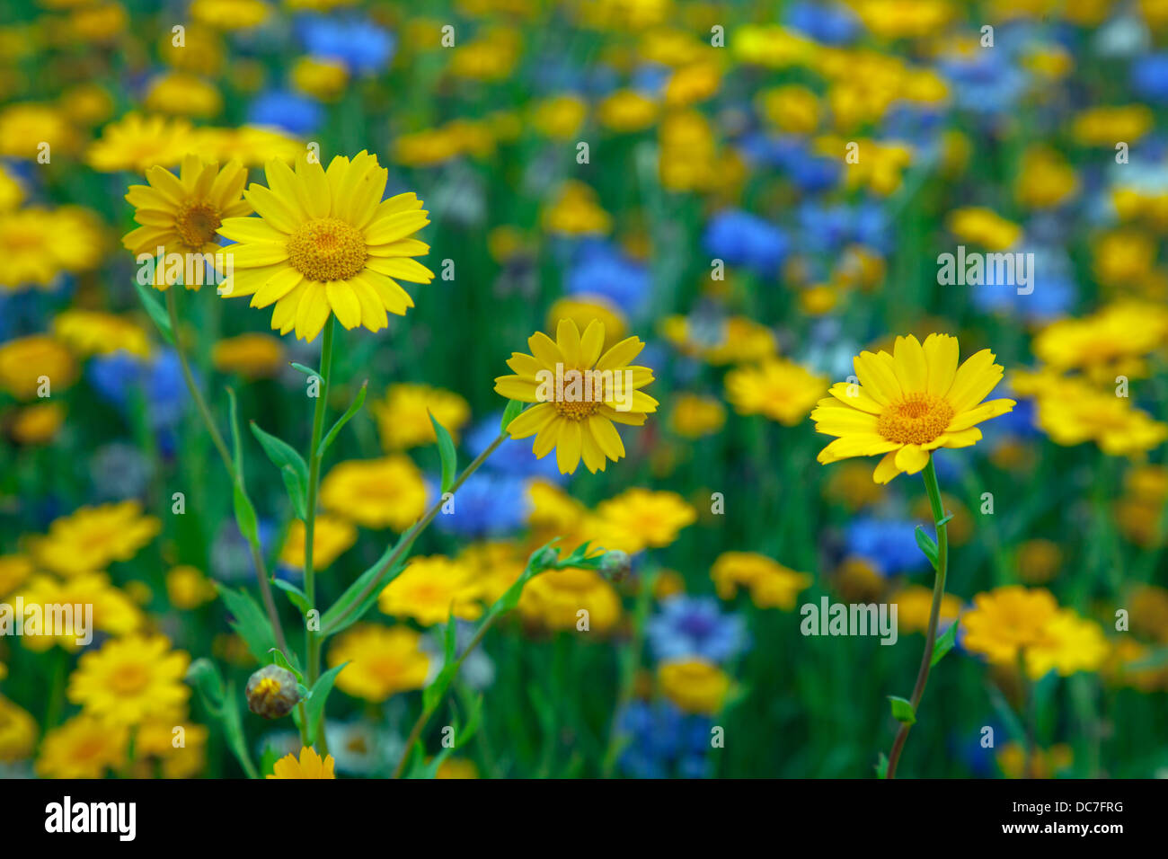 Mais-Ringelblume Chrysanthemum Segetum und blaue Kornblumen Stockfoto