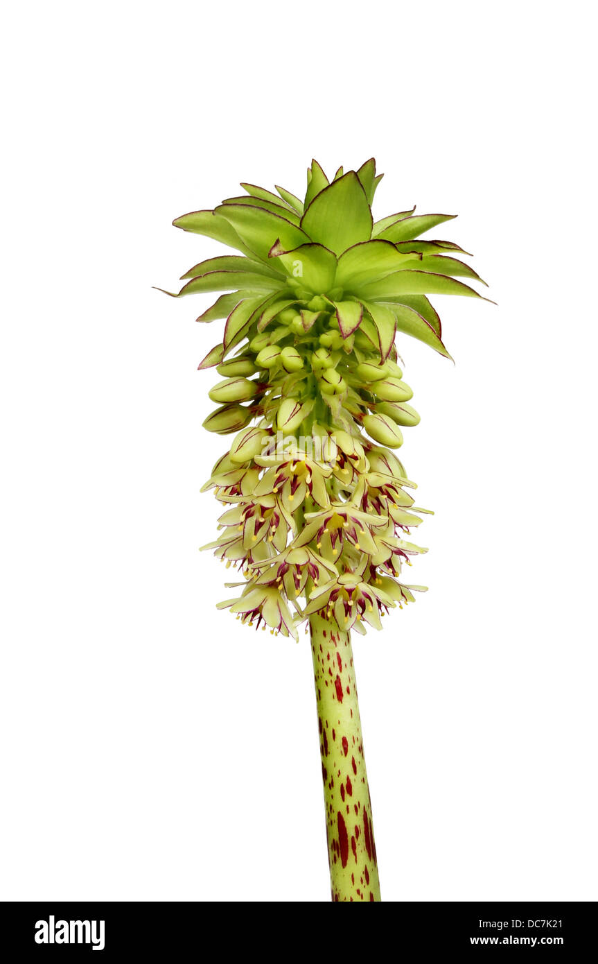 Eucomis bicolor, gemeinsamen Namen zwei farbige Ananas Lilly, Blumen und Blätter, die isoliert gegen weiß Stockfoto