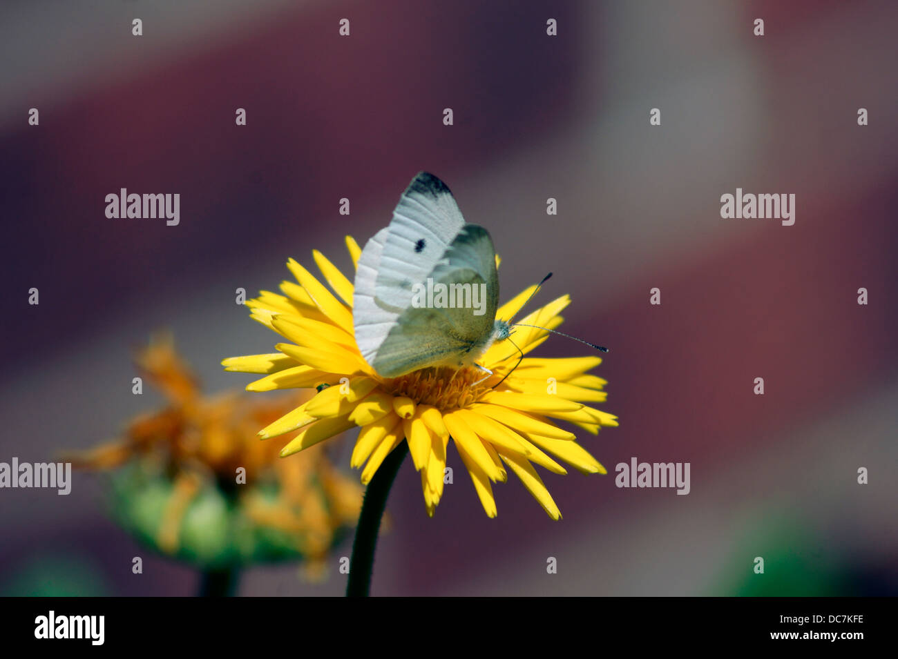 KOHL WEIßEN SCHMETTERLING Stockfoto