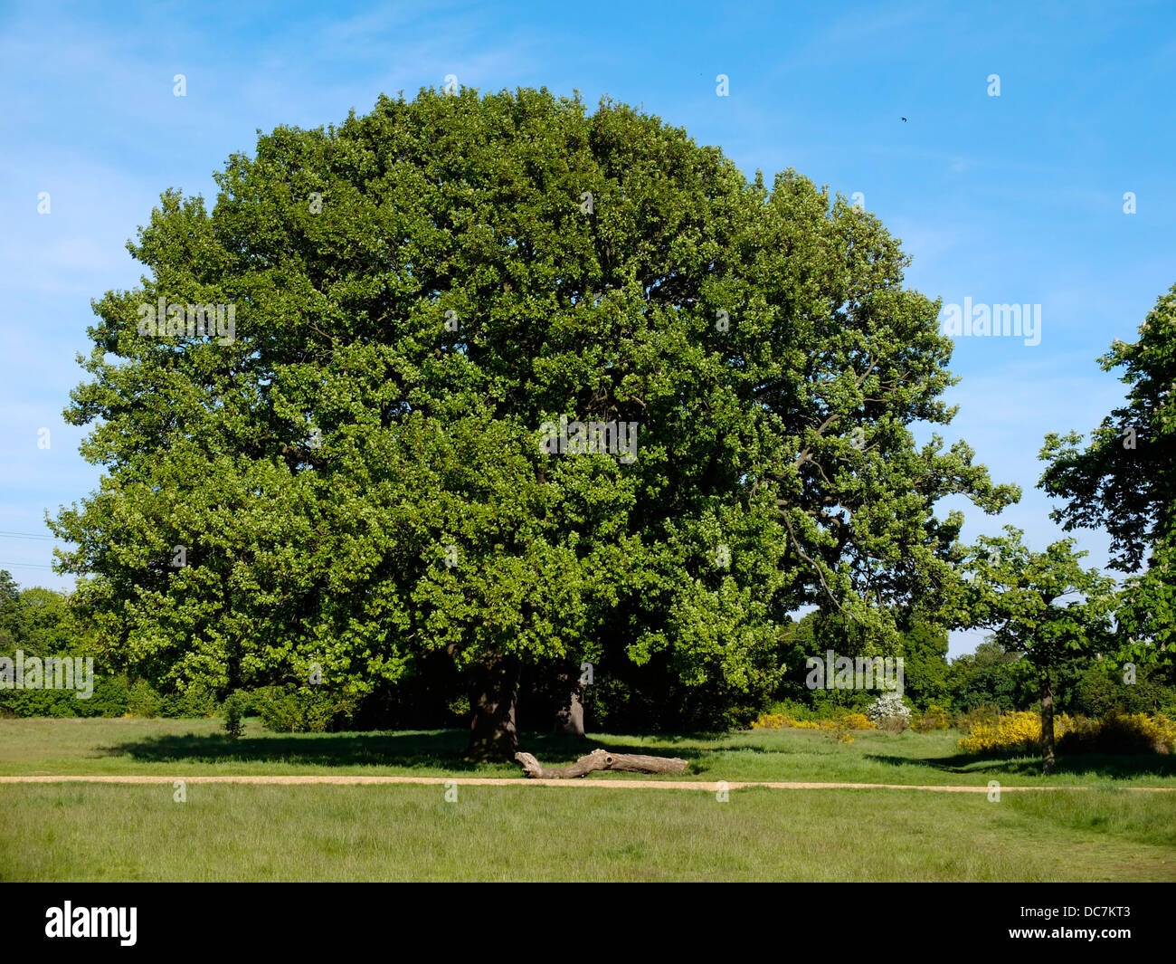 Baume Baum Garten Grosse Massive Epische Farbe Farbe Lkw Grune
