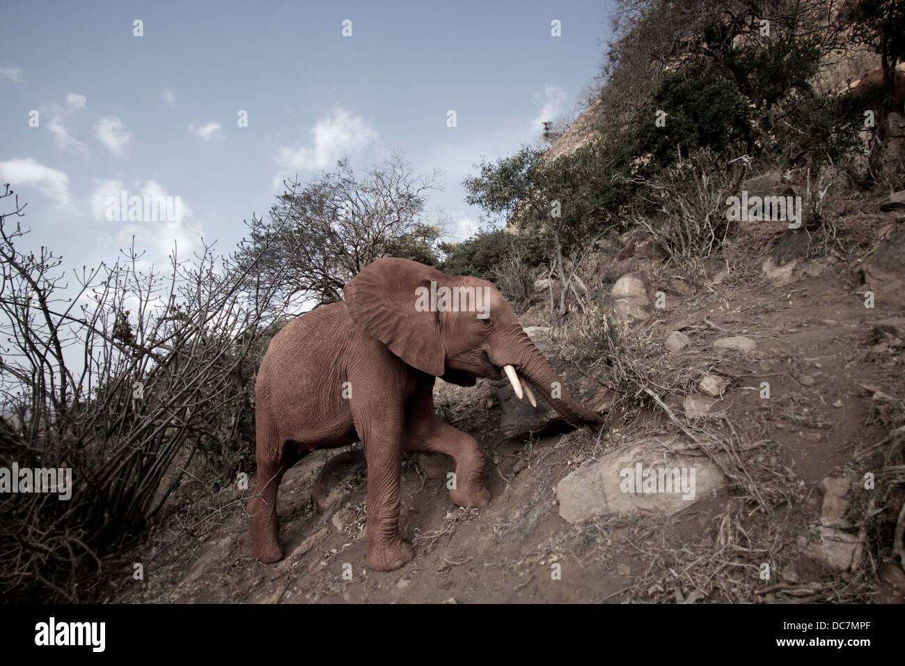 Afrikanischer Elefant weidet auf der Bergseite. Tsavo. Kenia Afrika Stockfoto