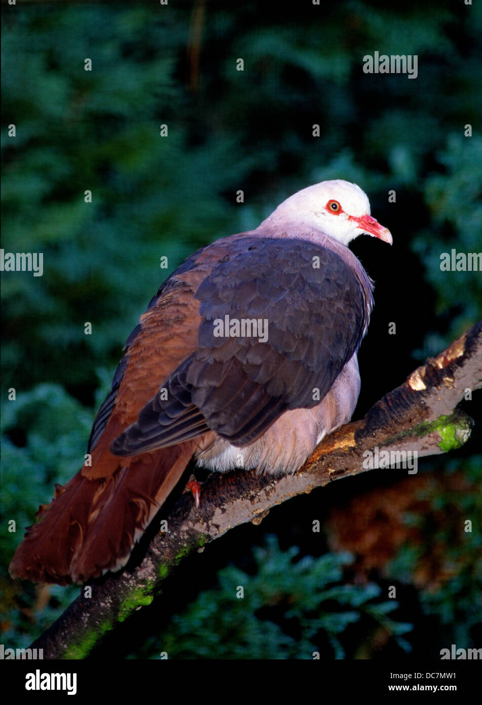 Mauritius Pink Pigeon. Columba Mayeri. Französisch: Taube stieg Deutsch:  Rosentaube Spanisch: Paloma de Mauricio.Mauritius Taube Stockfotografie -  Alamy