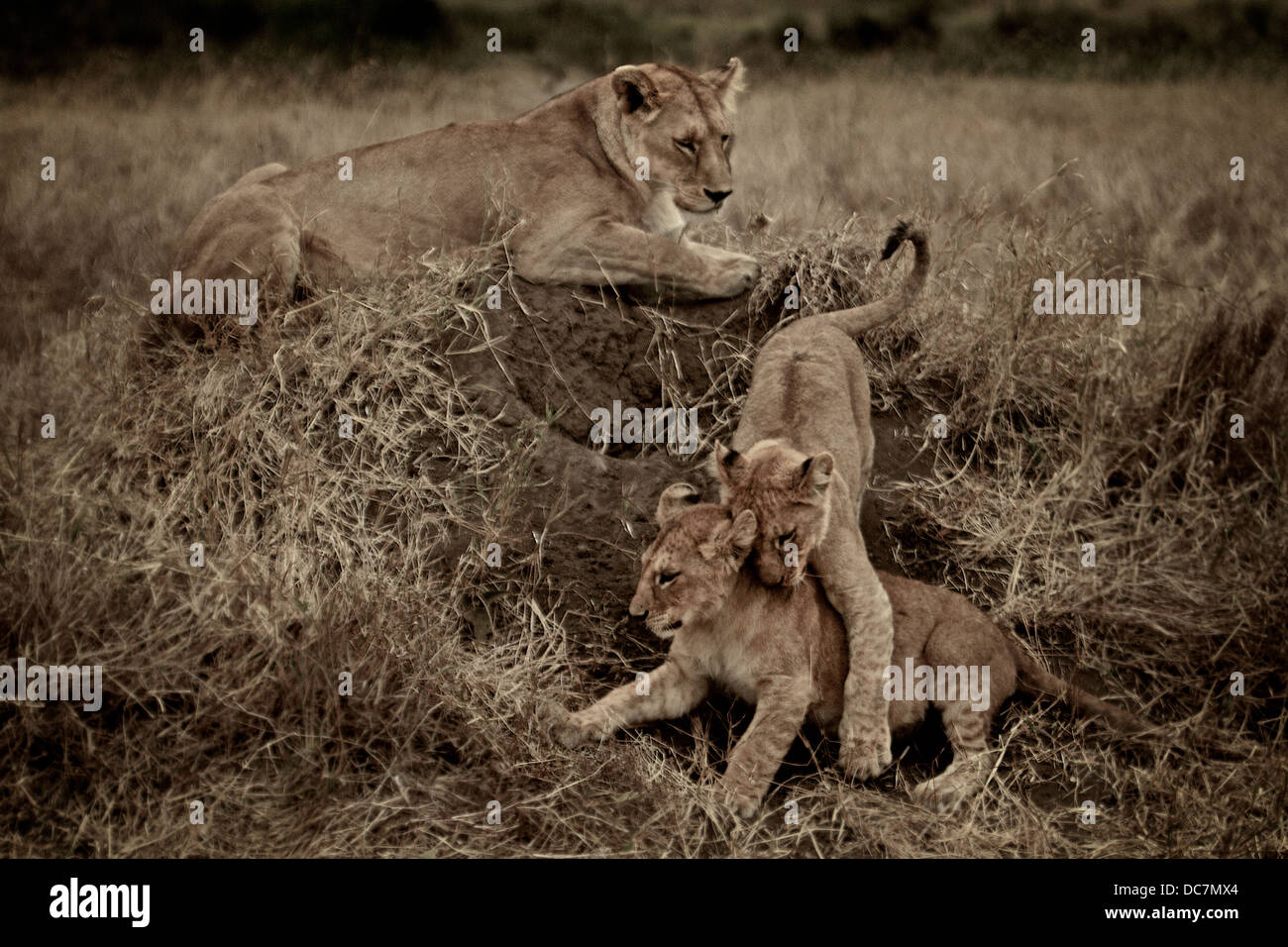Weibliche Löwen Mutter Uhren ihre Jungen zu kämpfen. Serengeti. Tansania Afrika. Stockfoto