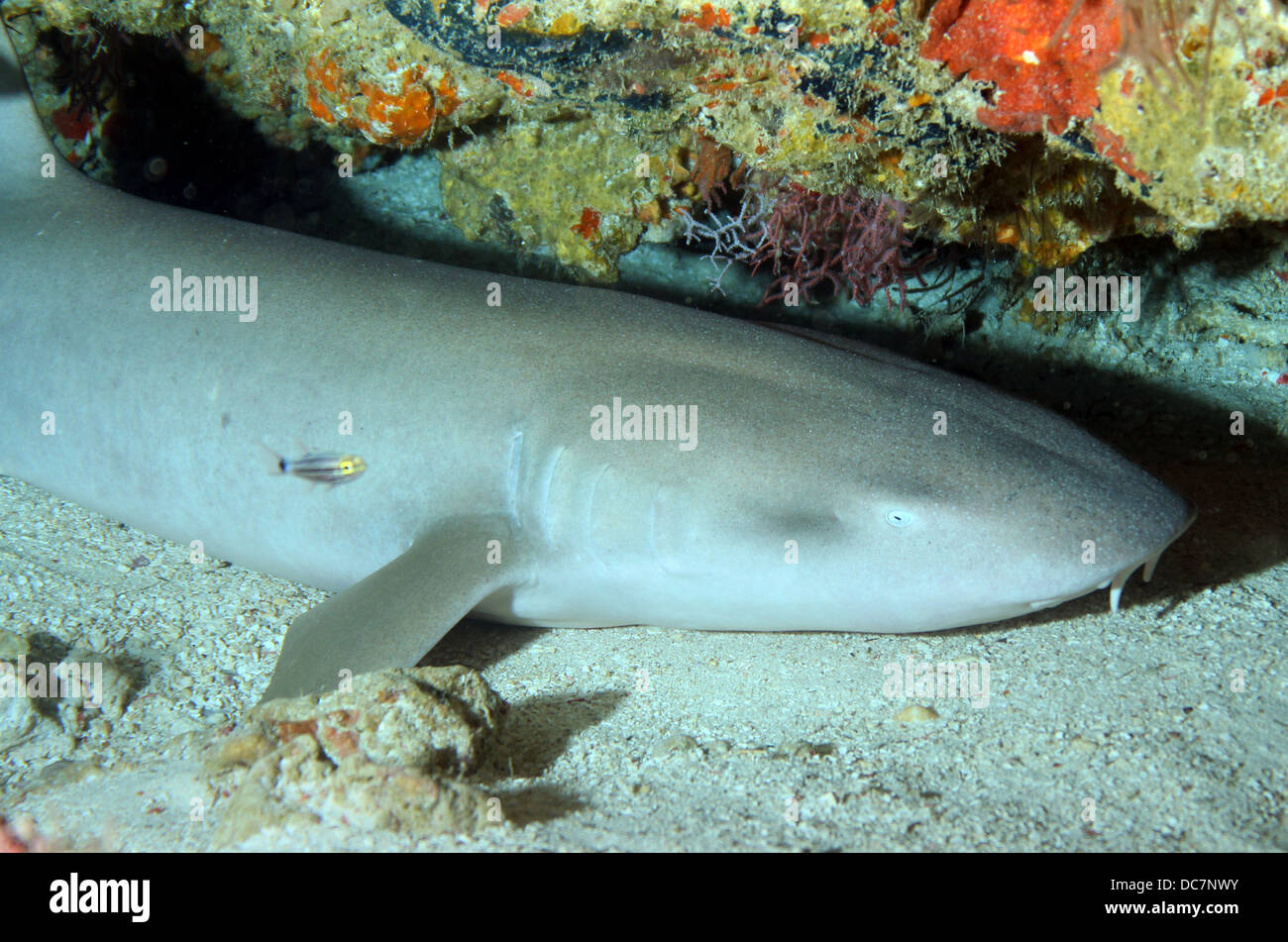 Nahaufnahme von einem Ammenhai (Ginglymostoma Cirratum) Verlegung auf Sandboden, Süd Male Atoll, Malediven Stockfoto