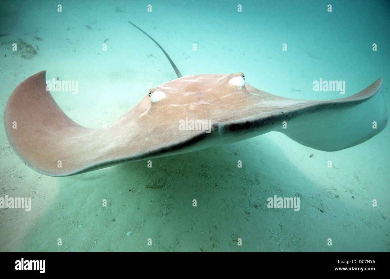 Rosa Whipray/Stingray (Himantura Fai) über Sandboden, nähert sich die Kamera, Bodufinolhu, Süd Male Atoll, Malediven Stockfoto