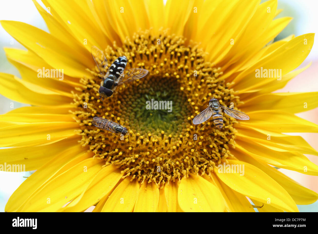 Full-Frame-Sonnenblumen-Kopf mit 3 Insekten Stockfoto