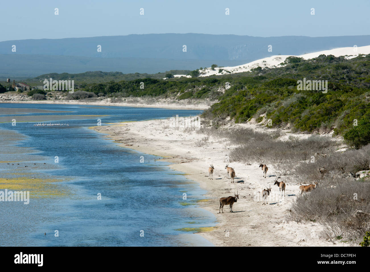 Gemeinsame Eland (Tauro Oryx) an De Hoop Vlei, De Hoop Nature Reserve, Western Cape, South Africa Stockfoto