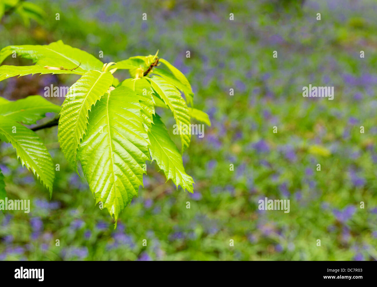 Neues Wachstum auf Buche mit Glockenblumen unter Forest of Dean Gloucestershire UK Stockfoto