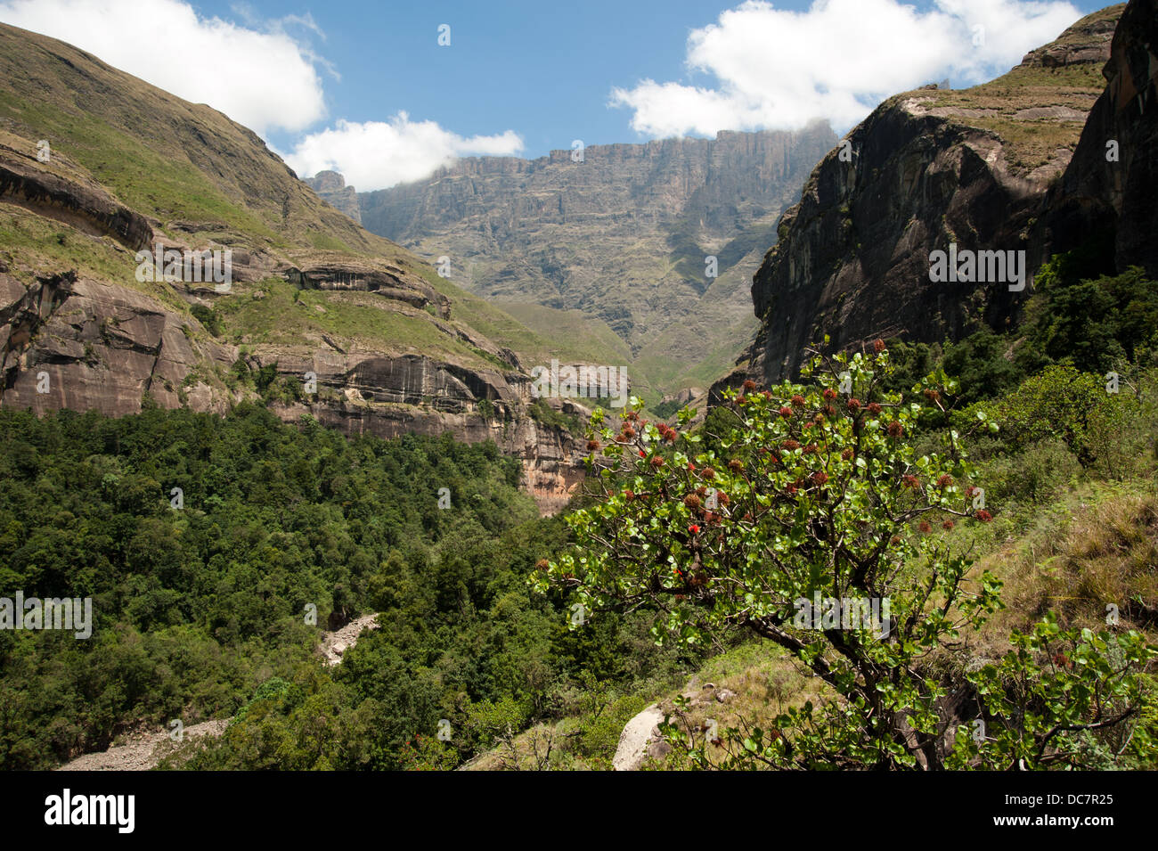 Thukea Fluss-Schlucht, Royal Natal National Park, uKhahlamba Drakensberg Park, Südafrika Stockfoto