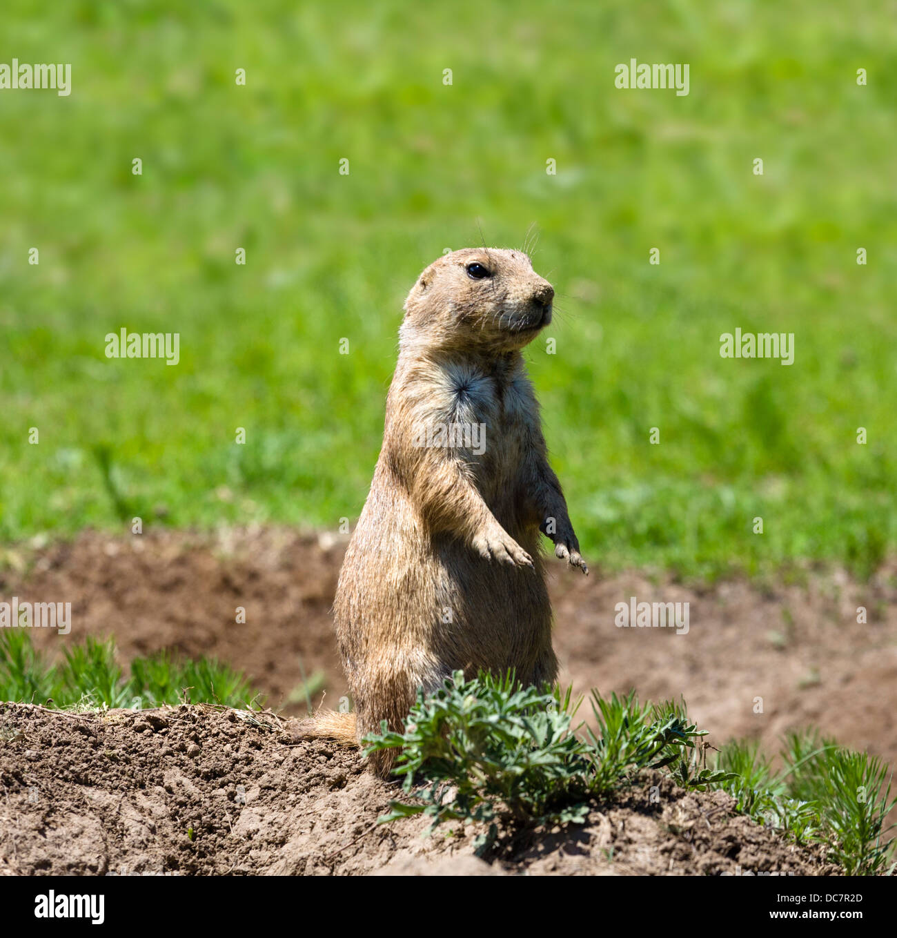 Schwarz-angebundene Präriehund (Cynomys sich) am Devils Tower National Monument, Crook County, Black Hills, Wyoming, USA Stockfoto