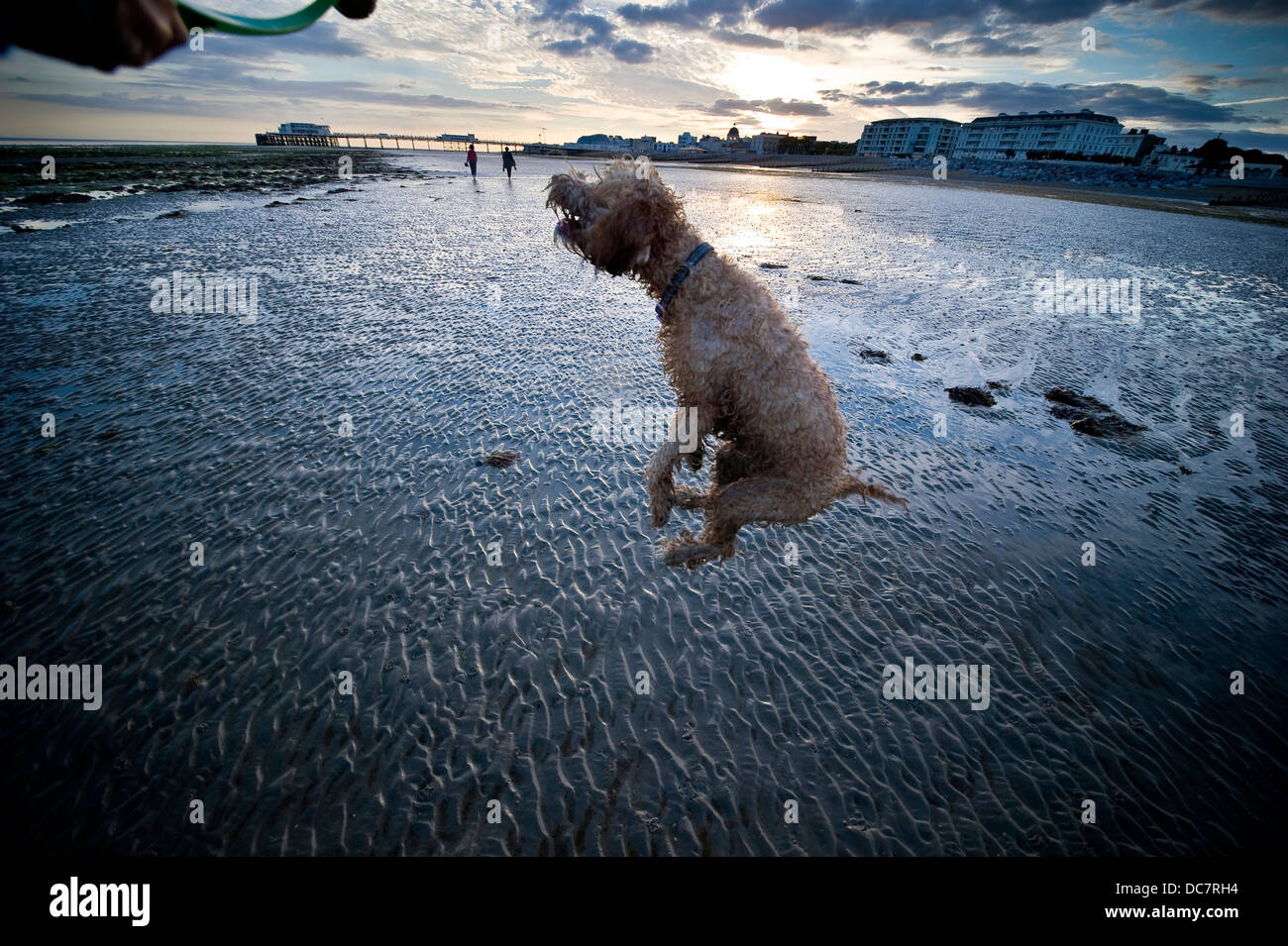 Hund springt aufgeregt für einen Ball auf Worthing Beach, West Sussex, UK Stockfoto