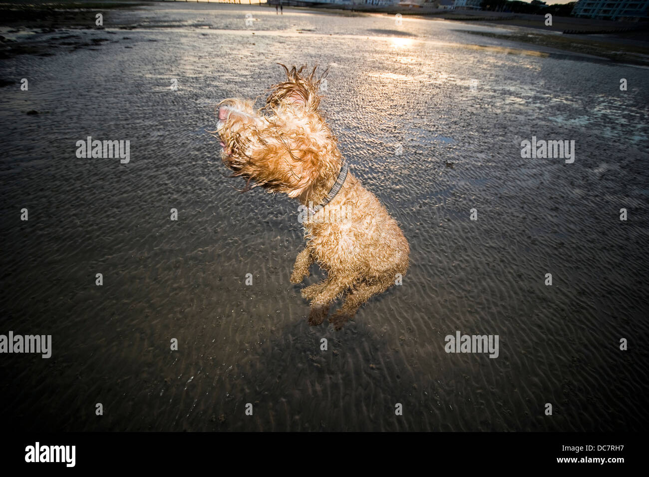 Hund springt aufgeregt für einen Ball auf Worthing Beach, West Sussex, UK Stockfoto