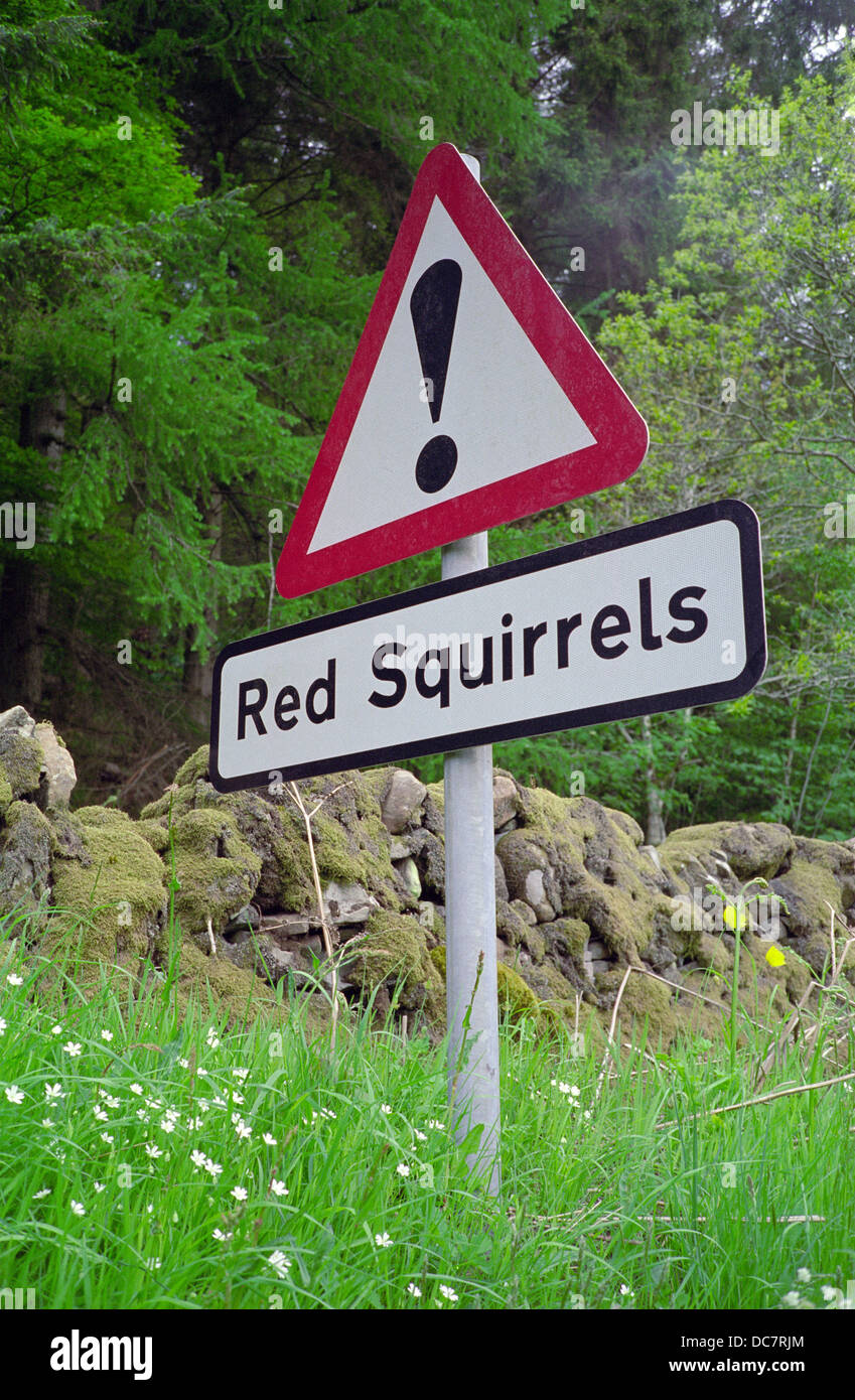 Eichhörnchen Warnung Straße Zeichen, UK Stockfoto