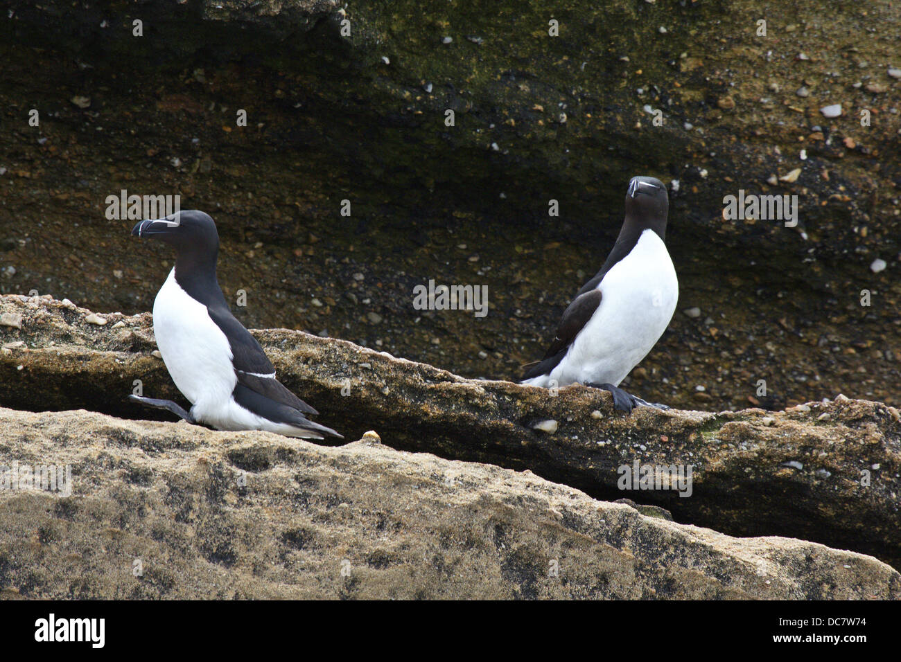 Razor – abgerechnet Alken, Alca Torda Torda, Hertford Island, Bird Island Eco Reserve, Nova Scotia Stockfoto