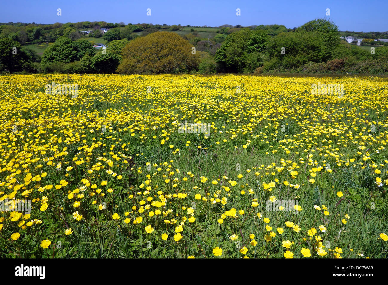 Ein Feld voller Butterblumen in Cornwall, Großbritannien Stockfoto