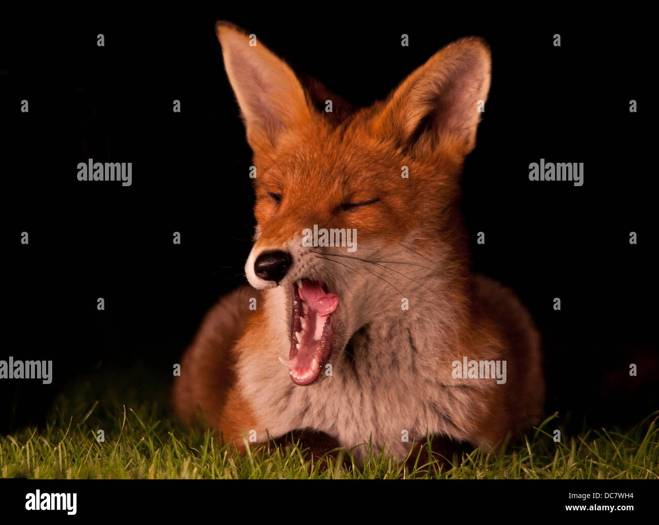 großes Gähnen müde Fuchs Stockfoto