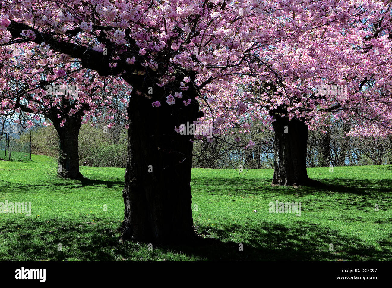 Accoldae-Kirsche, Prunus "Auszeichnung", Royal Botanical Garden, Burlington, Ontario, Kanada Stockfoto