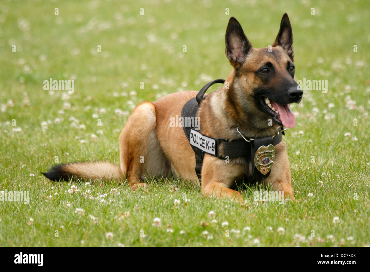 K-9 Polizeihund für Brown Deer Wisconsin Stockfoto
