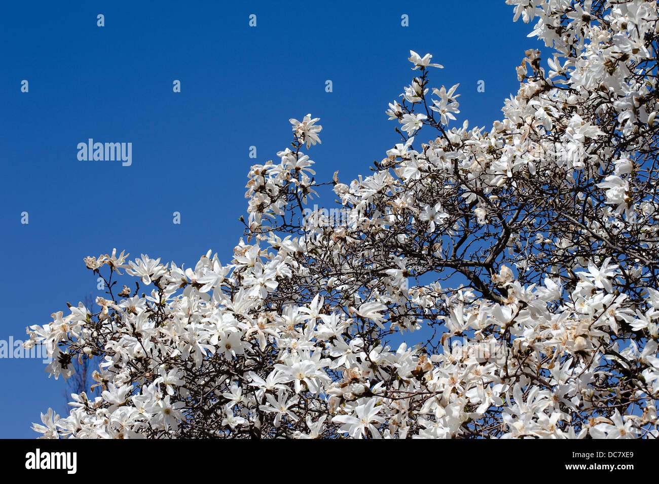 Kirschblüten, Royal Botanical Garden, Burlington, ON, Canada Stockfoto