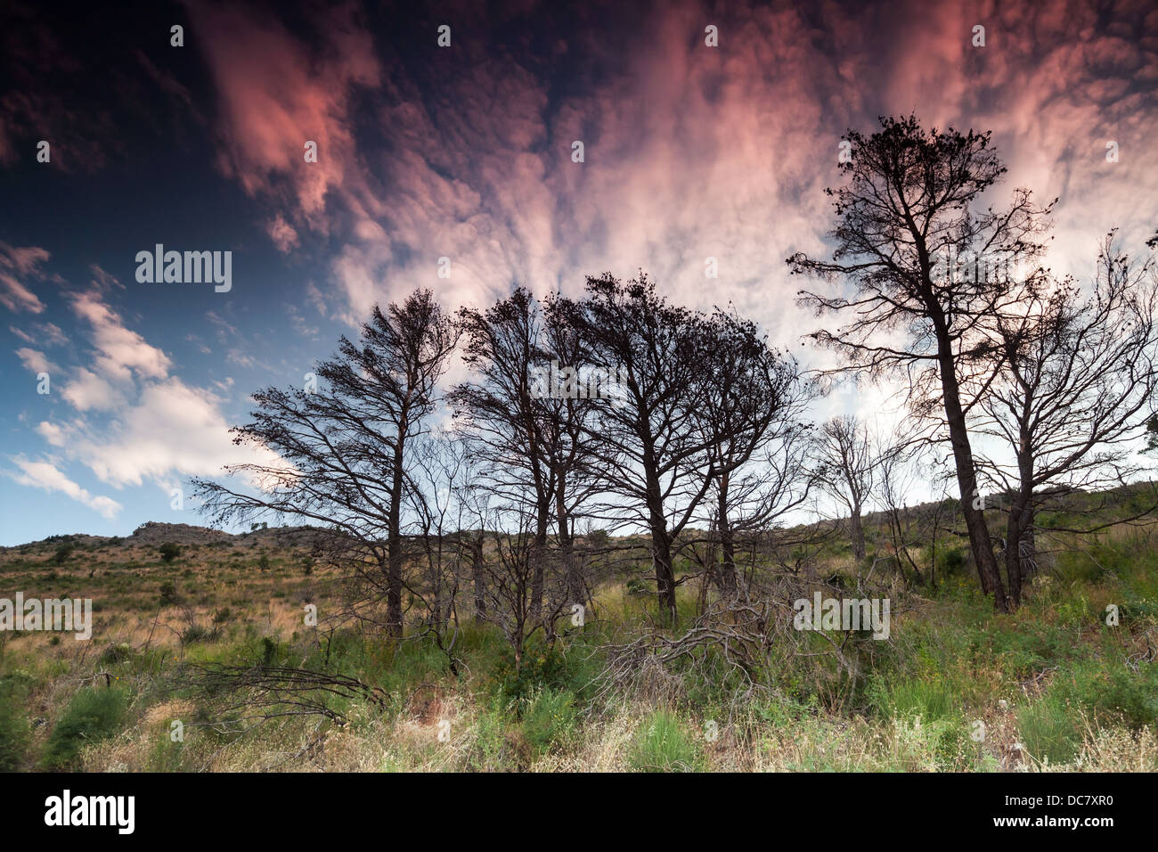 Tot Kiefern mit dramatischen Sonnenaufgang Himmel auf einem Hintergrund Stockfoto