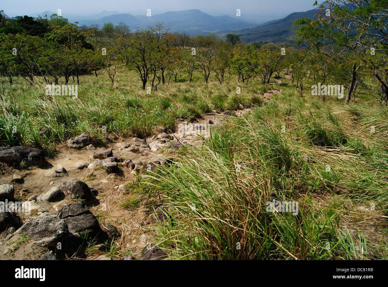 Western Ghats Wald Täler und Dschungel Trekking Pfade in Agastyarkoodam Hills, Kerala, Indien Stockfoto