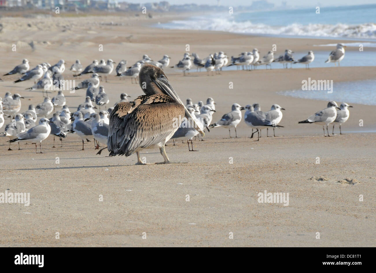Braune Pelikan am Strand Stockfoto