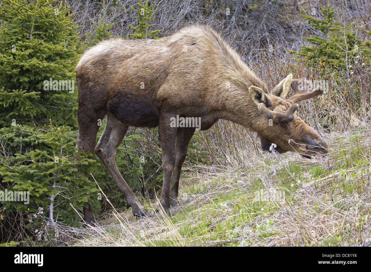 Männliche Elche, Alces Alces, Gros Morne National Park, UNESCO-Weltkulturerbe, Neufundland Stockfoto