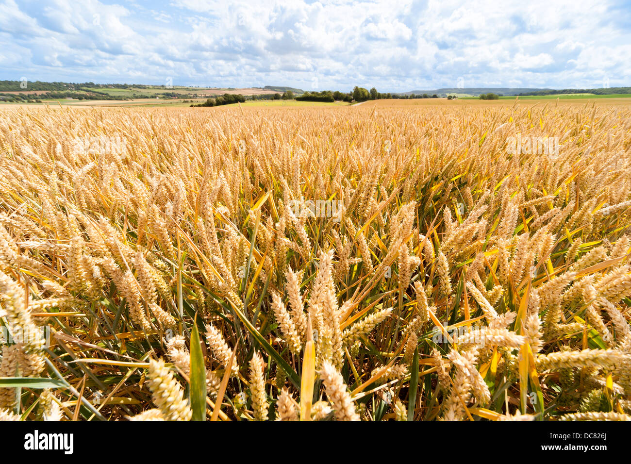 Ähren, Korn, im Weizenfeld, Felder, Weizenfeld, Wheatfields im Sommer. Landschaft-Landschaften Stockfoto