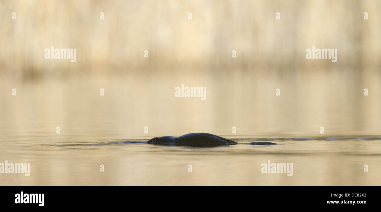 Ente – abgerechnet Platypus, Ornithorhynchus anatinus Stockfoto